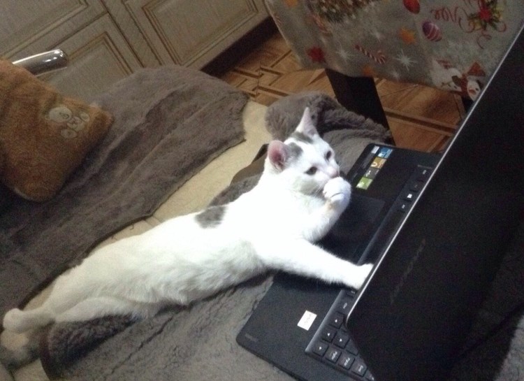 Смешные коты до слез