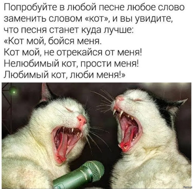 Анекдот про кота
