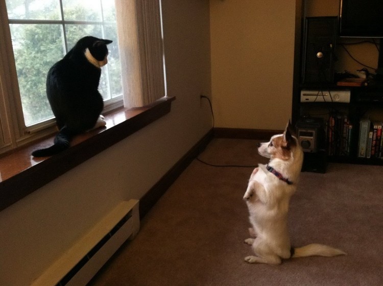 Смешные животные до слёз