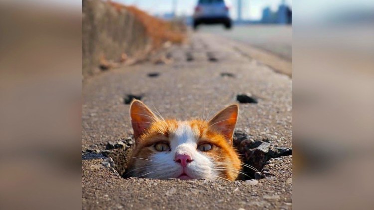 Смешные коты до слез