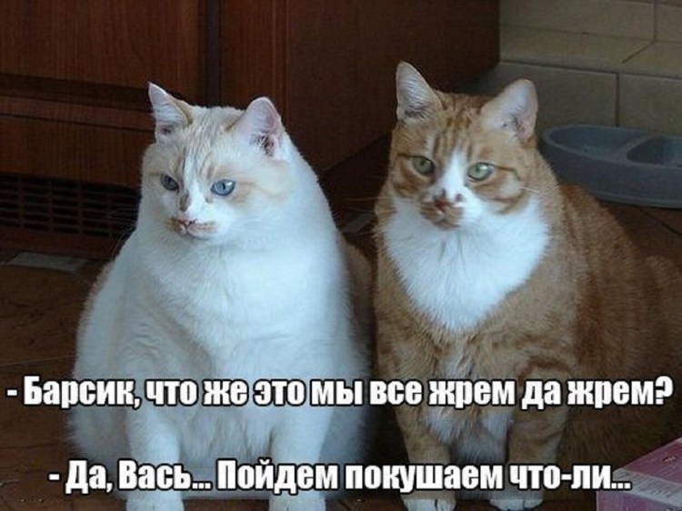 Смешные коты с надписями