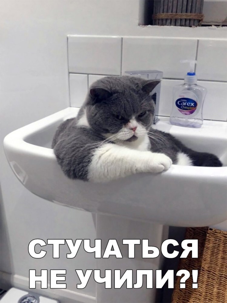 Смешные кошки до слез