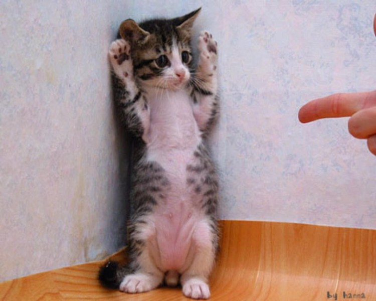 Котенок наказан