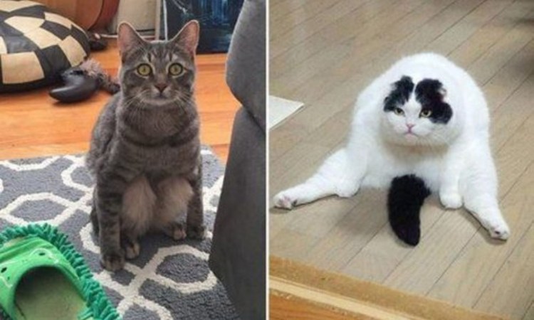 Смешные коты до слёз