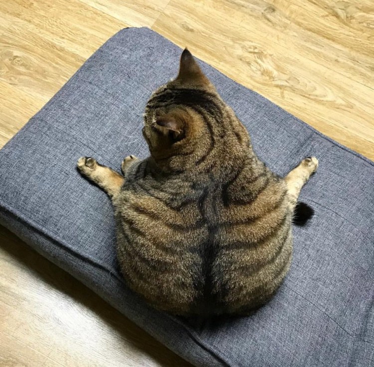 Смешные коты до слез