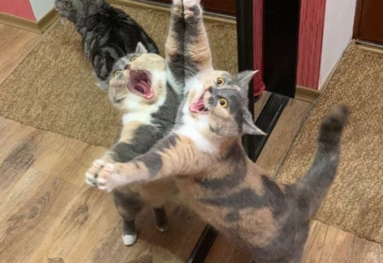 Смешные коты и кошки до слёз