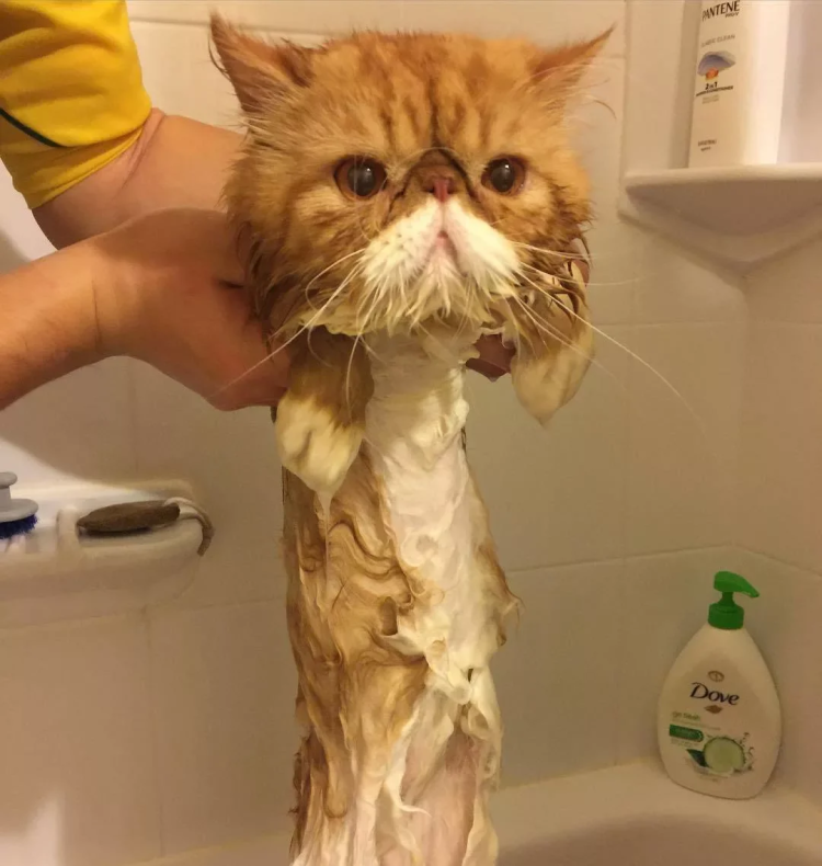 Смешные коты до слез