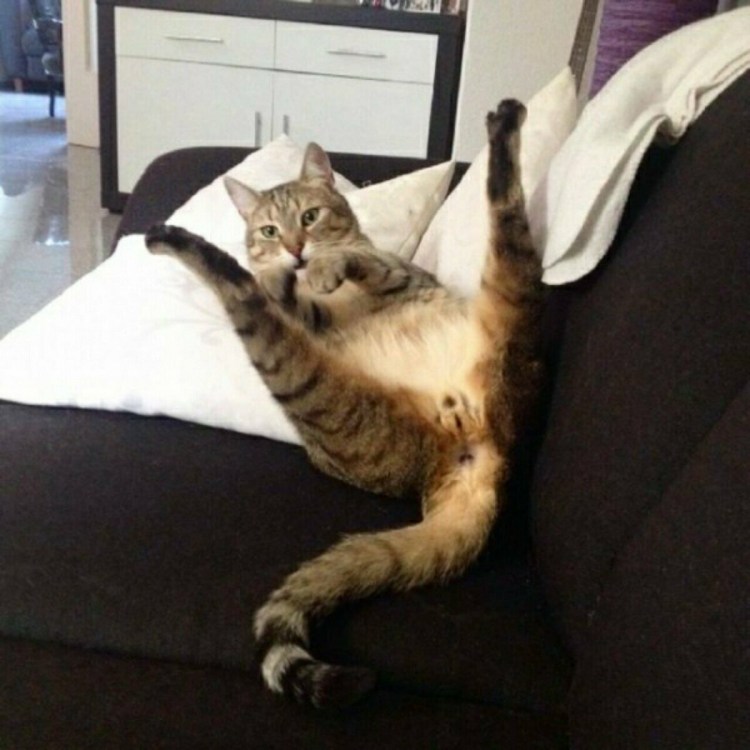 Ржачные котики до слез