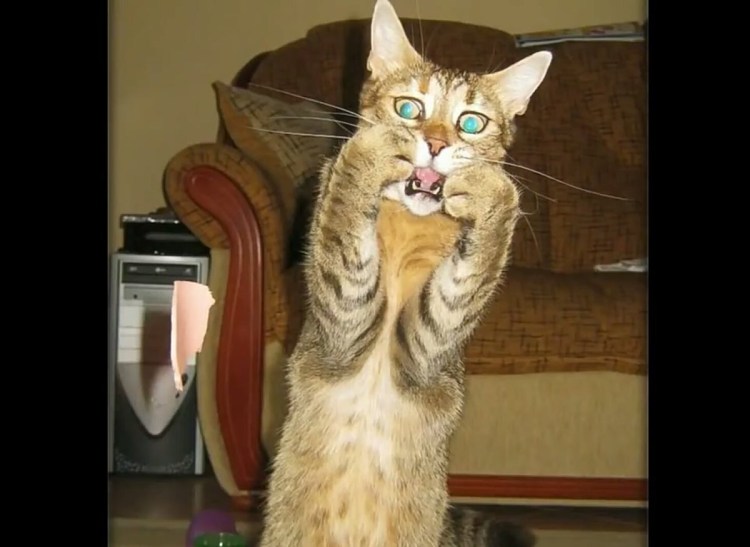 Испуганный кот