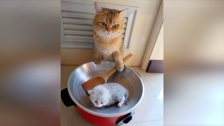 Очень смешные коты до слез