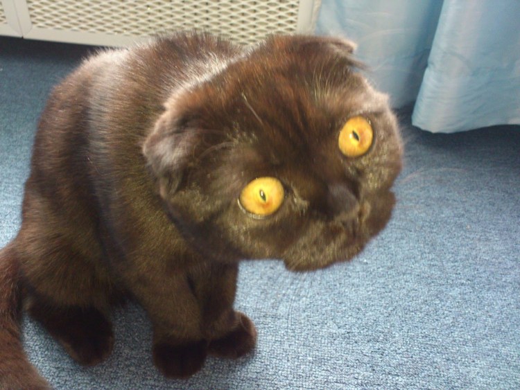 Самые смешные коты до слез