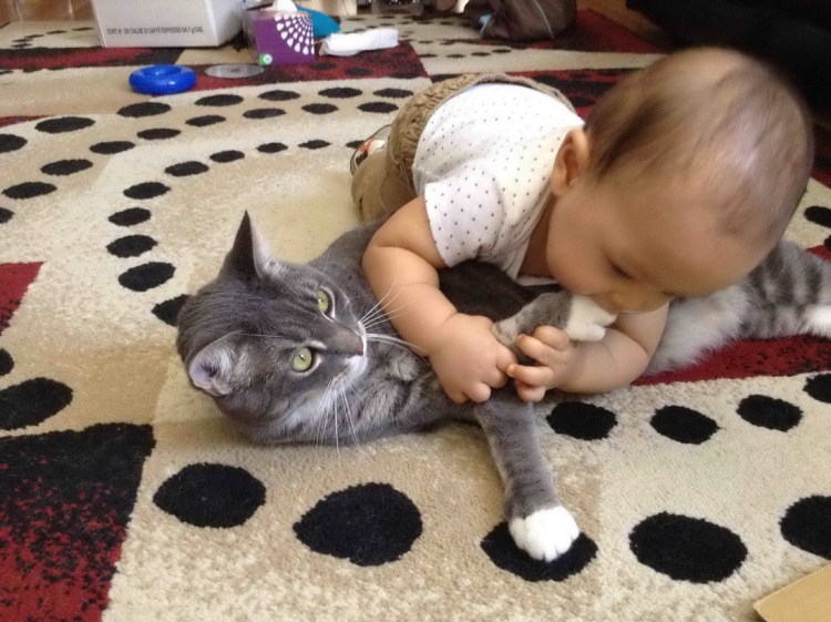 Смешные котики для детей