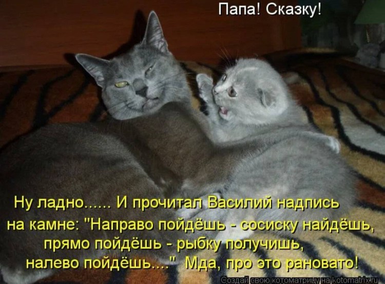 Смешные коты с надписями