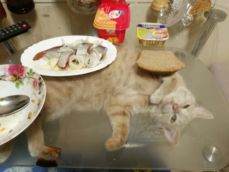 Селёдка демотиватор