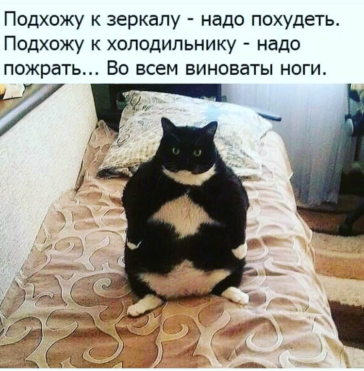 Толстые коты приколы с надписями
