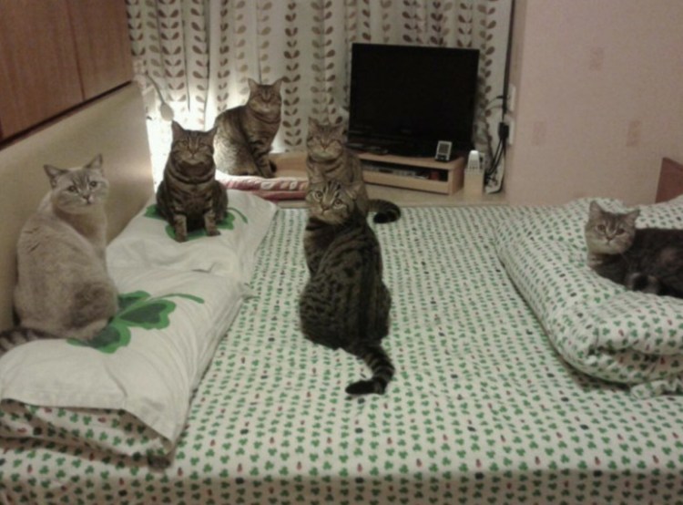 Кошачьи приколы смешно до слёз