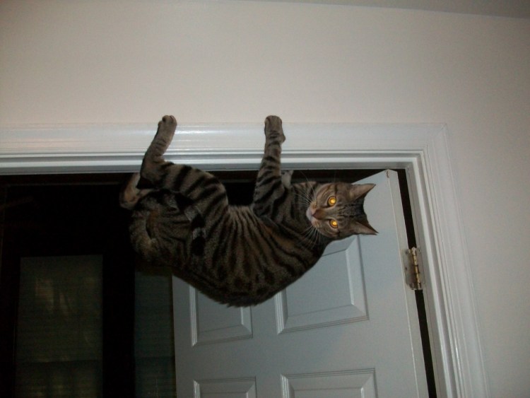 Кот бесится