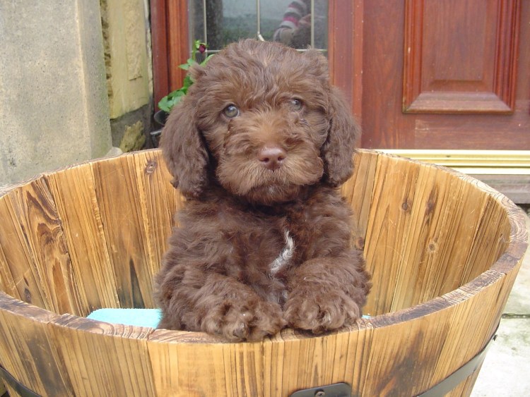 Пудель скрещенный