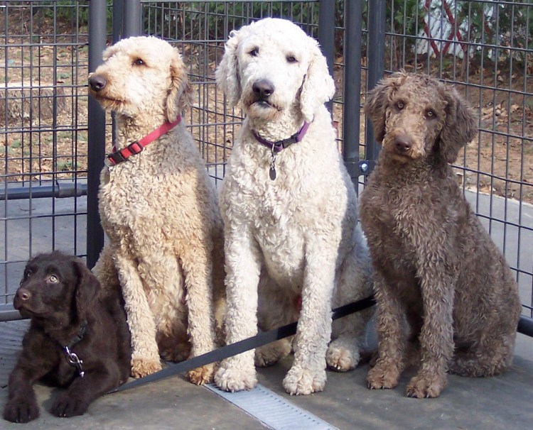 Метис лабрадудель