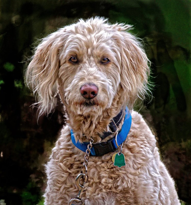 Лабрадор пудель лабрадудль