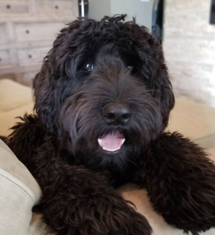 Лабрадудль австралийский черный