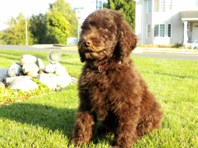 Лабрадудль f1