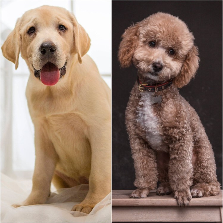 Лабрадор пудель