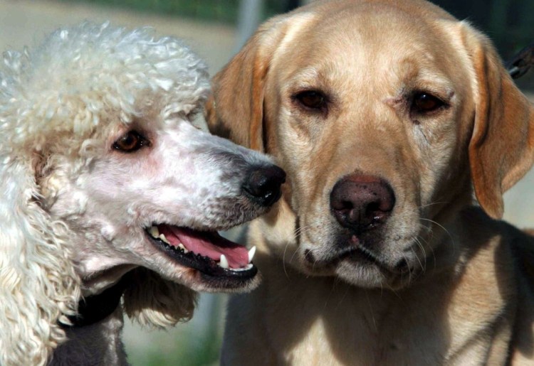 Метис лабрадора и пуделя