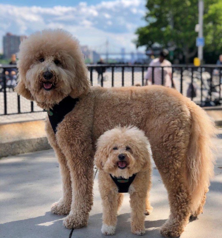 Метис лабрадора и пуделя