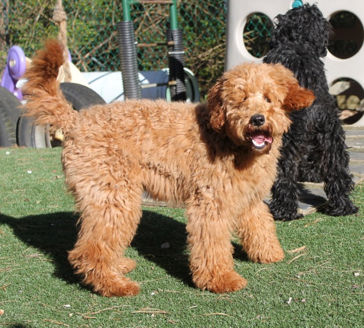 Лабрадудль гипоаллергенный