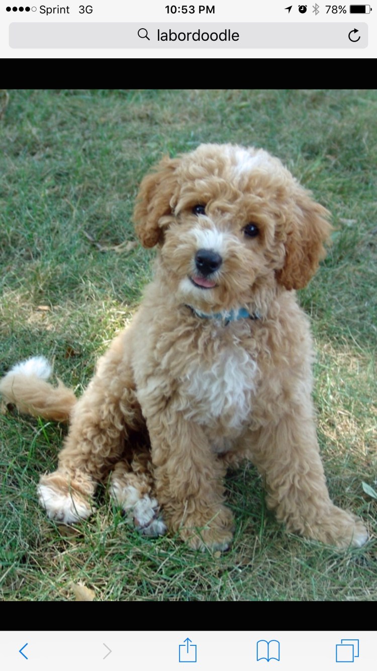 Лабрадор пудель лабрадудль