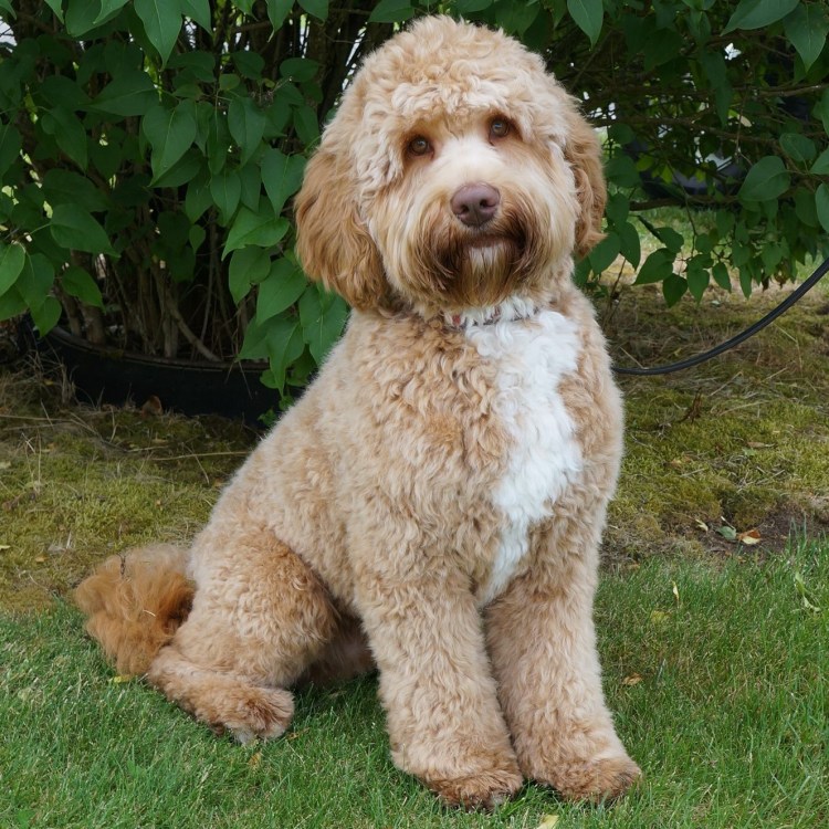 Австралийский лабрадудель карликовый