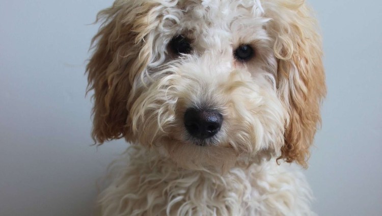 Лабрадудль гипоаллергенный