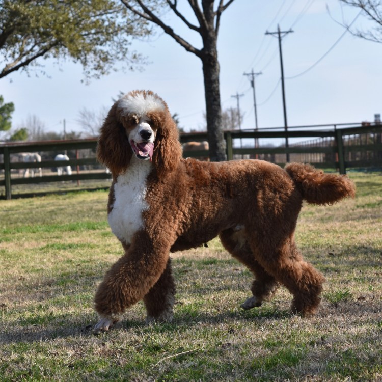 Сенбернар пудель