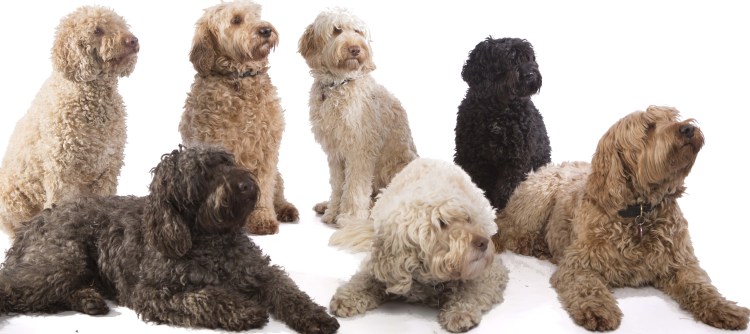 Порода смесь лабрадора и пуделя