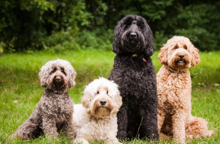 Австралийский лабрадудель