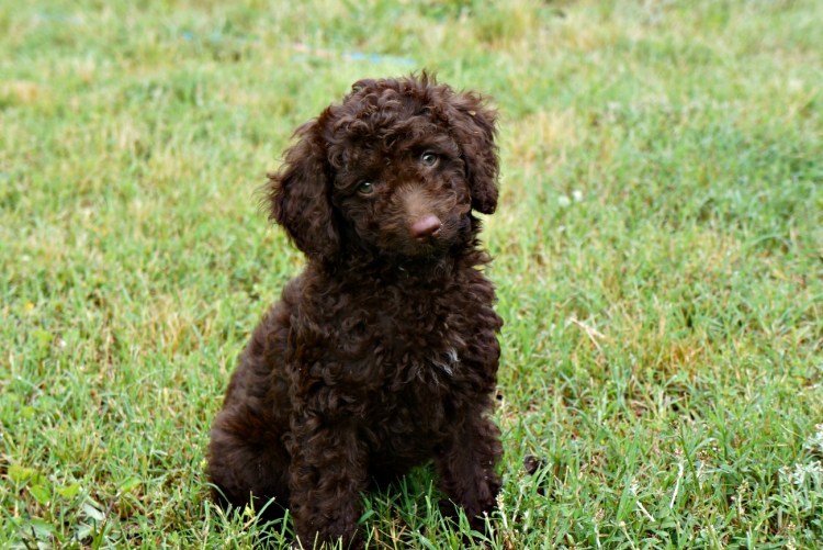 Лабрадор пудель лабрадудль