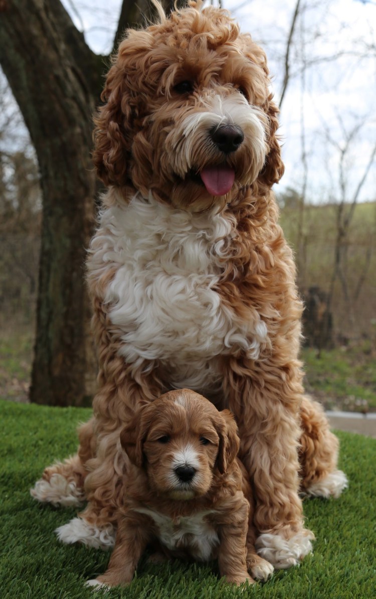 Порода лабрадудель