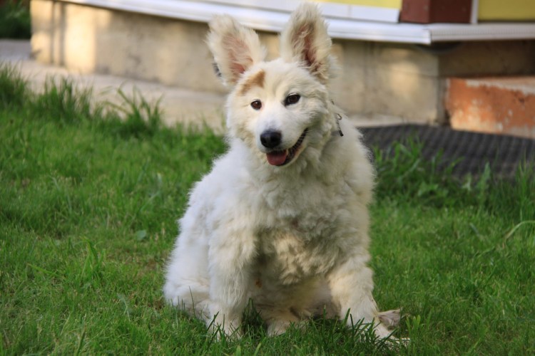 Лабрадор пудель лабрадудль