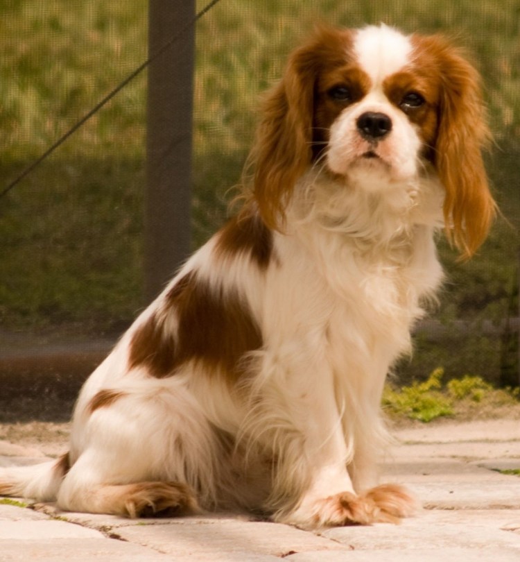 Кинг Чарльз спаниель