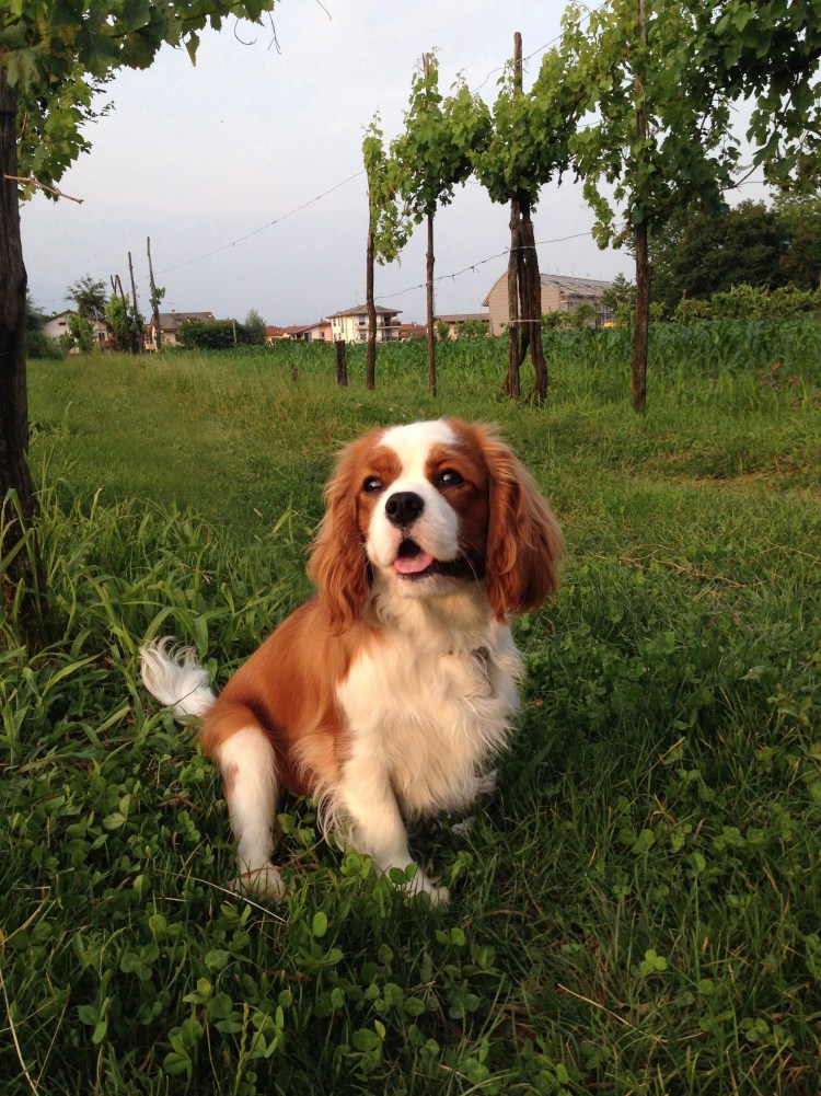 Кокер Чарльз Кинг спаниель