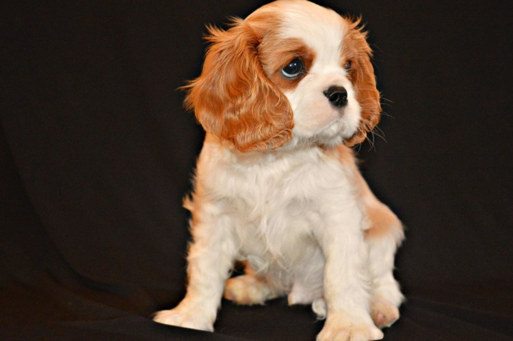 Королевский кокер спаниель