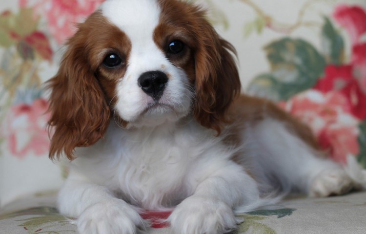 Кинг Чарльз спаниель