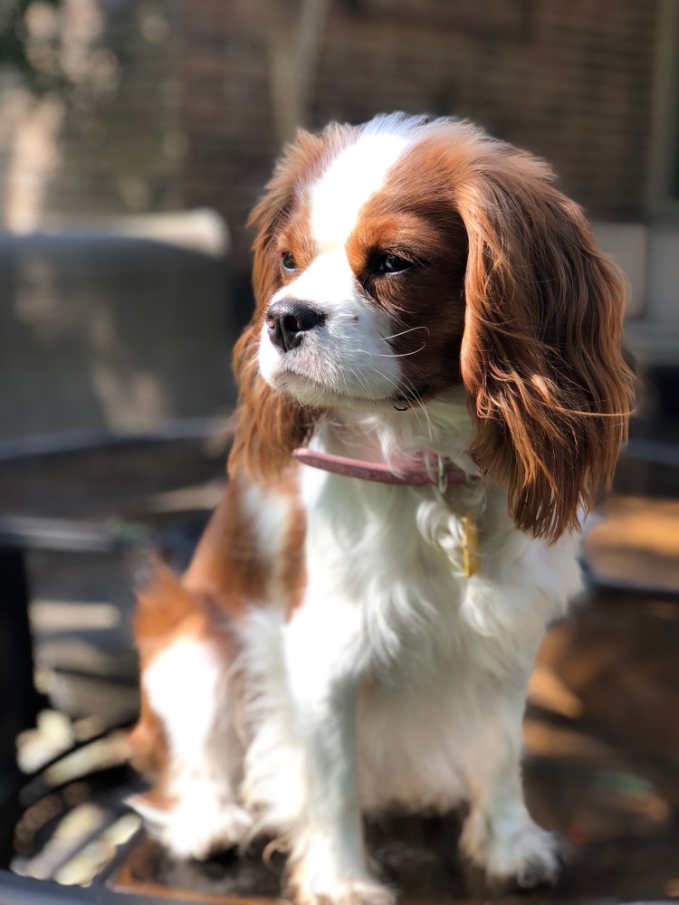 Коволер Кин Чарлиз спаниель