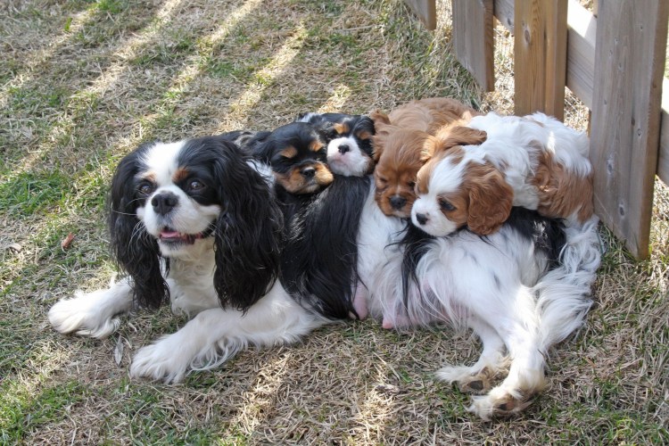 Кавалер Кинг Чарльз спаниель Бленхейм щенки