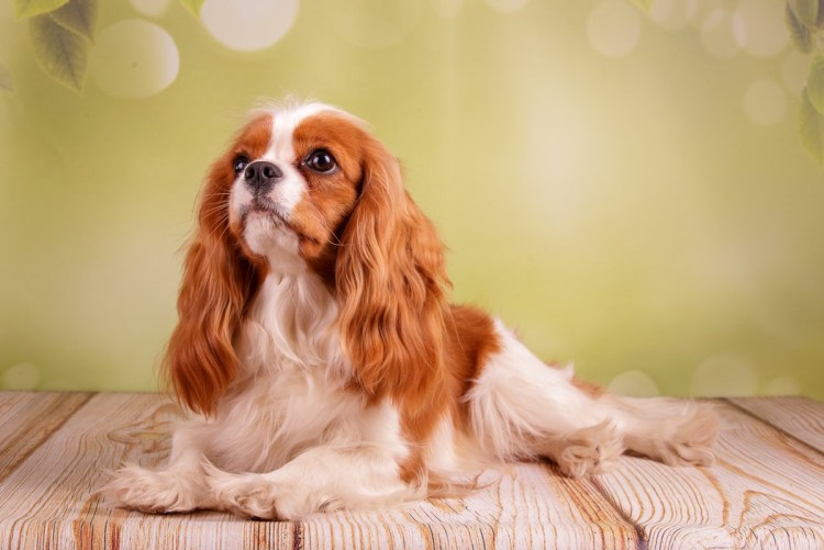 Кокер спаниель кавалер