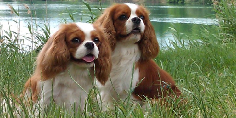 Кинг Чарльз спаниель рядом и Бигль