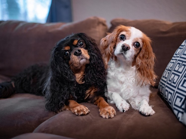 Кавалер Кинг Чарльз спаниель черный