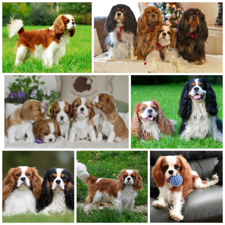 Кавалер спринг Чарльз спаниель