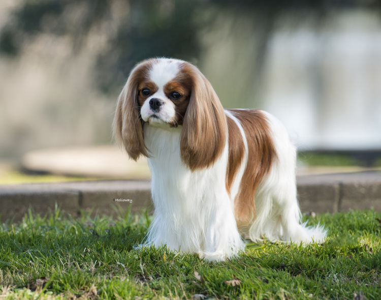 Собака кавалер принц Чарльз спаниель